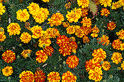 Durango Bolero Marigold (Tagetes patula 'Durango Bolero') at Make It Green Garden Centre