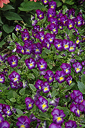 Halo Violet Pansy (Viola cornuta 'Halo Violet') at Make It Green Garden Centre