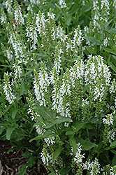 Lyrical White Meadow Sage (Salvia nemorosa 'Florsalwhite') at Make It Green Garden Centre