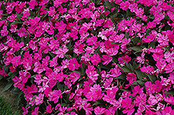 SunPatiens Compact Lilac New Guinea Impatiens (Impatiens 'SunPatiens Compact Lilac') at Make It Green Garden Centre
