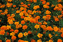 Durango Tangerine Marigold (Tagetes patula 'Durango Tangerine') at Make It Green Garden Centre