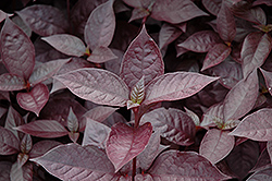 Purple Knight Alternanthera (Alternanthera dentata 'Purple Knight') at Make It Green Garden Centre