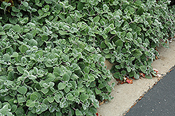 Silver Shield Plectranthus (Plectranthus argentatus 'Silver Shield') at Make It Green Garden Centre