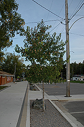 Amur Maple (tree form) (Acer ginnala '(tree form)') at Make It Green Garden Centre