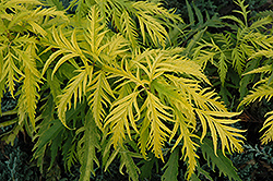 Sutherland Gold Elder (Sambucus racemosa 'Sutherland Gold') at Lurvey Garden Center