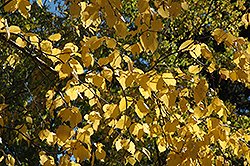 Paper Birch (Betula papyrifera) at Make It Green Garden Centre