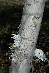 Paper Birch (Betula papyrifera) at Make It Green Garden Centre