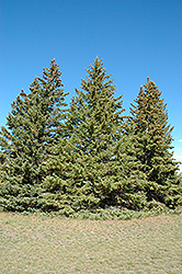 White Spruce (Picea glauca) at Lurvey Garden Center