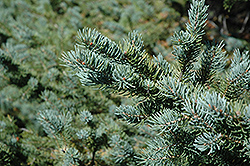 White Spruce (Picea glauca) at Make It Green Garden Centre
