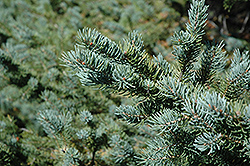 White Spruce (Picea glauca) at Lurvey Garden Center