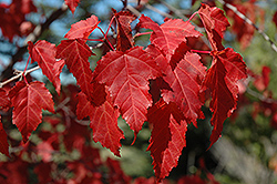 Amur Maple (Acer ginnala) at Make It Green Garden Centre