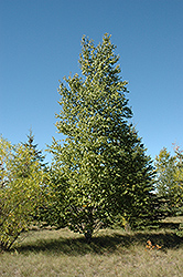 Paper Birch (Betula papyrifera) at Lurvey Garden Center