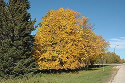 American Linden (Tilia americana) at Make It Green Garden Centre