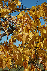 American Linden (Tilia americana) at Lurvey Garden Center