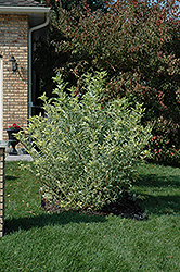 Madonna Elder (Sambucus nigra 'Madonna') at Make It Green Garden Centre