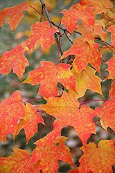 Sugar Maple (Acer saccharum) at Make It Green Garden Centre