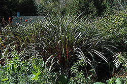 Prince Fountain Grass (Pennisetum purpureum 'Prince') at Make It Green Garden Centre
