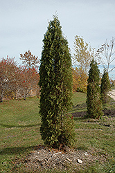 Skybound Arborvitae (Thuja occidentalis 'Skybound') at Make It Green Garden Centre