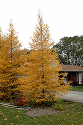 Tamarack (Larix laricina) at Make It Green Garden Centre