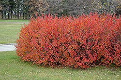 Hedge Cotoneaster (Cotoneaster lucidus) at Lurvey Garden Center