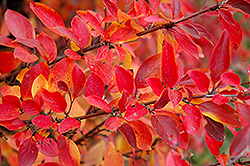 Hedge Cotoneaster (Cotoneaster lucidus) at Lurvey Garden Center