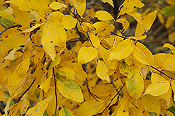 Pussy Willow (Salix discolor) at Lurvey Garden Center