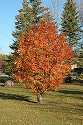 Cardinal Royal Mountain Ash (Sorbus aucuparia 'Michred') at Make It Green Garden Centre