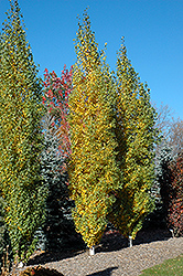 Parkland Pillar Japanese White Birch (Betula platyphylla 'Jefpark') at Make It Green Garden Centre