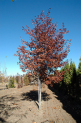 Shooting Star Northern Pin Oak (Quercus ellipsoidalis 'Shooting Star') at Make It Green Garden Centre