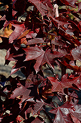 Crimson Sunset Maple (Acer 'JFS-KW202') at Make It Green Garden Centre