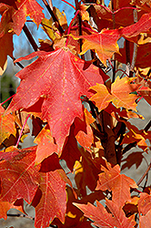 Flashfire Sugar Maple (Acer saccharum 'JFS-Caddo2') at Make It Green Garden Centre