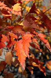 Ruby Slippers Amur Maple (Acer ginnala 'Ruby Slippers') at Lurvey Garden Center