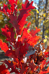 Crimson Spire Oak (Quercus 'Crimschmidt') at Lurvey Garden Center