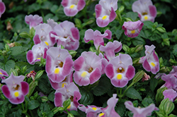 Rose Moon Torenia (Torenia 'Rose Moon') at Make It Green Garden Centre