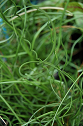 Spiralis Corkscrew Rush (Juncus effusus 'Spiralis') at Make It Green Garden Centre