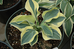 Lucky Mouse Hosta (Hosta 'Lucky Mouse') at Make It Green Garden Centre