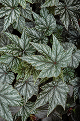 Gryphon Begonia (Begonia 'Gryphon') at Make It Green Garden Centre