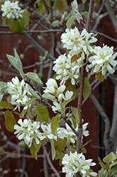 Martin Saskatoon (Amelanchier alnifolia 'Martin') at Make It Green Garden Centre