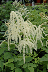 Sylvester Goatsbeard (Aruncus dioicus 'Sylvester') at Make It Green Garden Centre