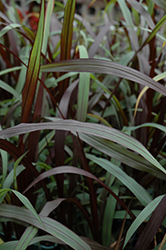 First Knight Fountain Grass (Pennisetum 'First Knight') at Make It Green Garden Centre