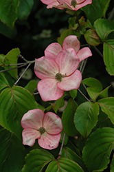 Stellar Pink Flowering Dogwood (Cornus 'Stellar Pink') at Make It Green Garden Centre
