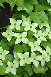 Milky Way Chinese Dogwood (Cornus kousa 'Milky Way') at Lurvey Garden Center