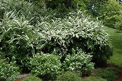 Snowmound Spirea (Spiraea nipponica 'Snowmound') at Lurvey Garden Center