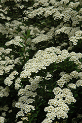 Snowmound Spirea (Spiraea nipponica 'Snowmound') at Lurvey Garden Center