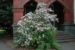 Elf Mountain Laurel (Kalmia latifolia 'Elf') at Make It Green Garden Centre