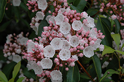 Elf Mountain Laurel (Kalmia latifolia 'Elf') at Make It Green Garden Centre