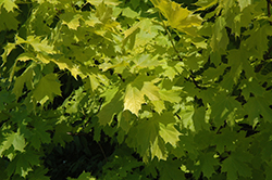 Princeton Gold Maple (Acer platanoides 'Princeton Gold') at Make It Green Garden Centre