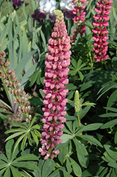 Popsicle Pink Lupine (Lupinus 'Popsicle Pink') at Make It Green Garden Centre