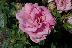 Cape Diamond Rose (Rosa 'Cape Diamond') at Make It Green Garden Centre