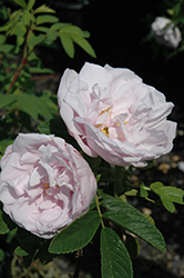 Snow Pavement Rose (Rosa 'Snow Pavement') at Make It Green Garden Centre